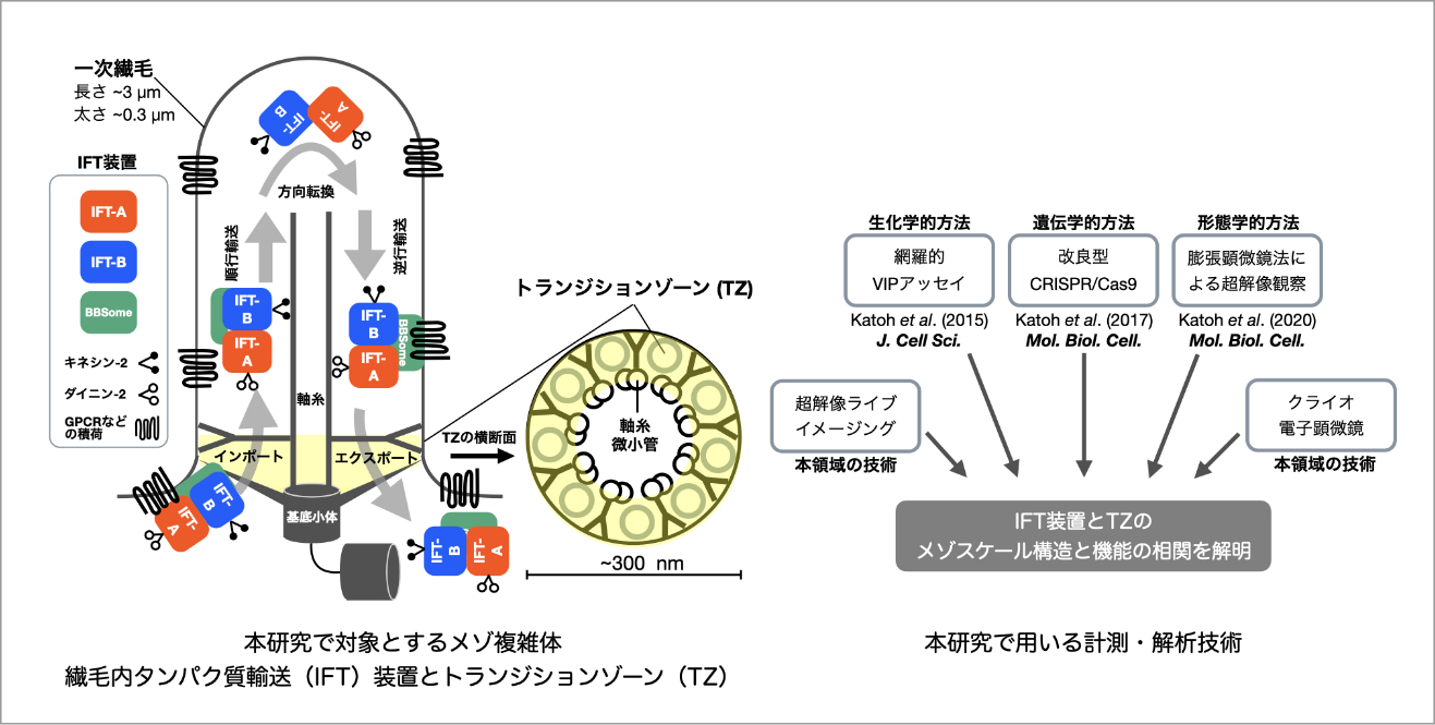 繊毛内タンパク質輸送装置とトランジションゾーンのメゾスケール構造-機能相関の解明 イメージ