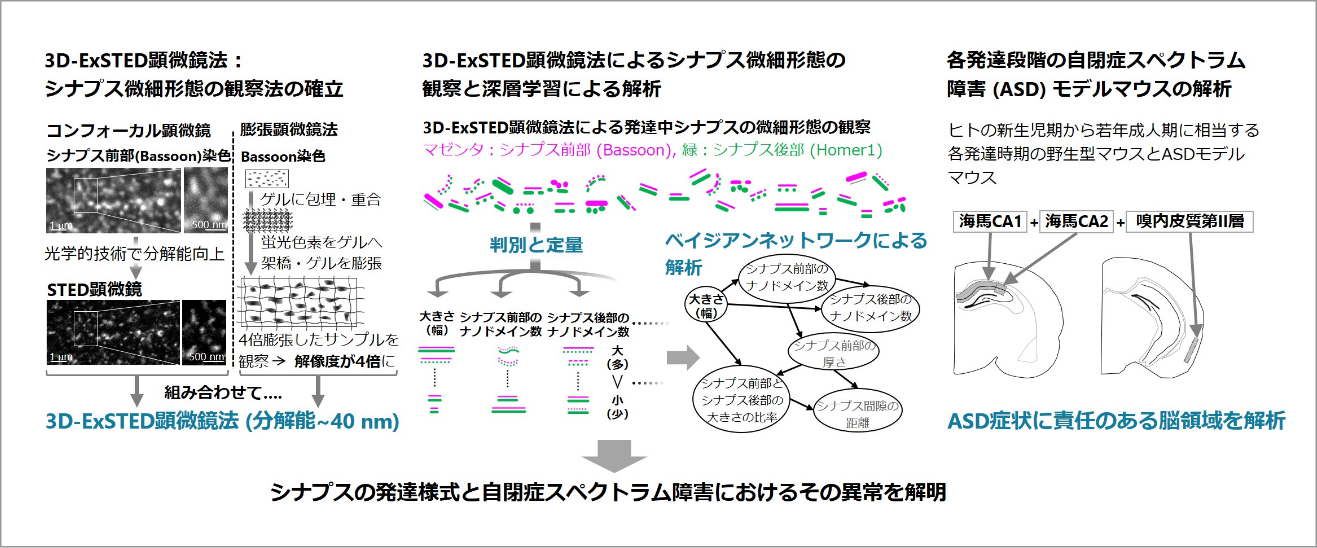 メゾ複雑体としてのシナプスの発達様式を統括的に理解するための深層学習による挑戦 イメージ