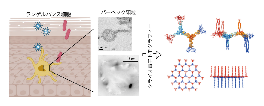 クライオ電子トモグラフィーを用いたバーベック顆粒による免疫防御機構の解明 イメージ