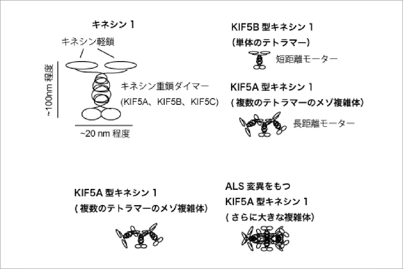 軸索輸送モーターKIF5Aによる長距離輸送機構と疾患のクロススケール解析 イメージ