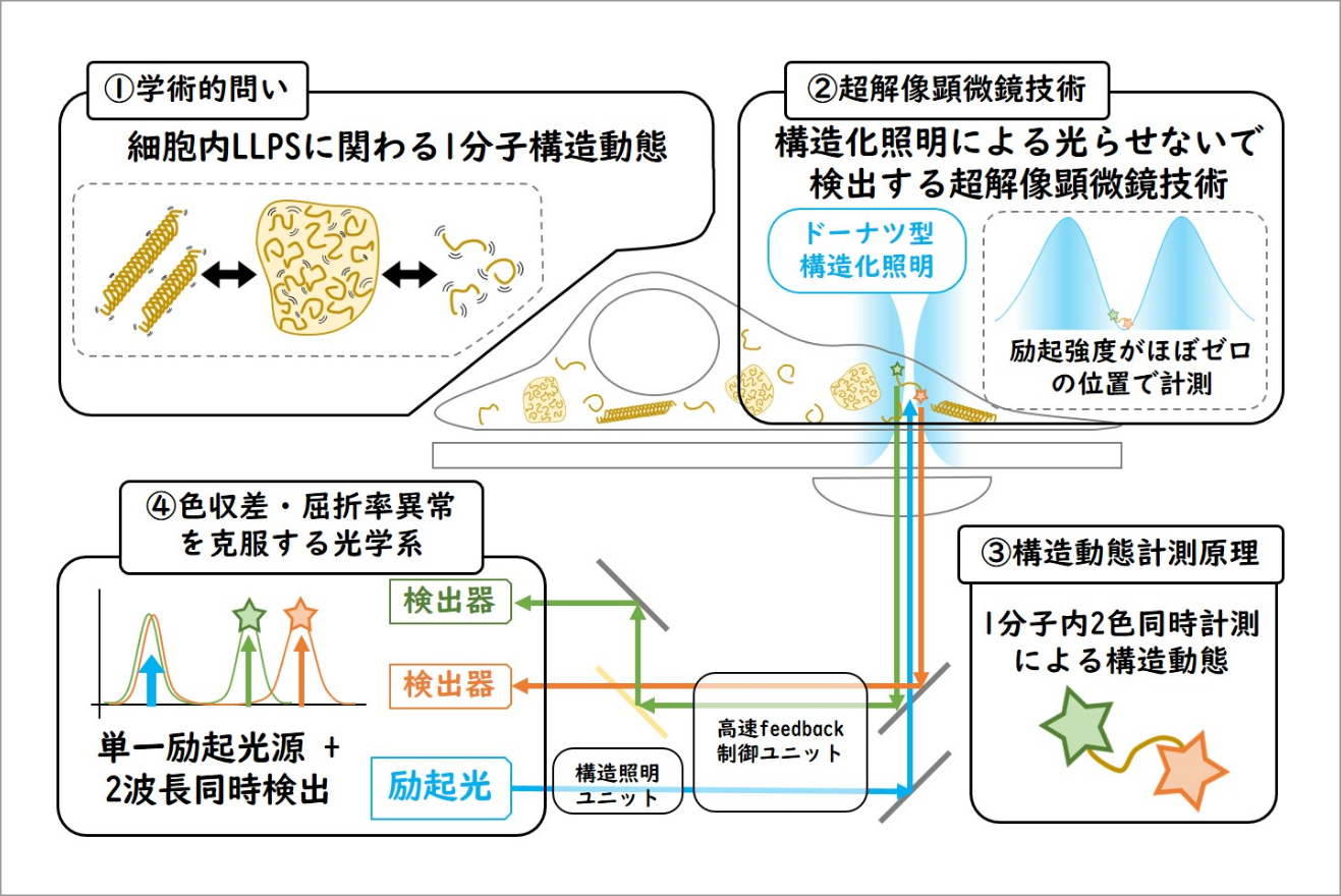 メゾ複雑体内の１分子構造動態計測のための高速３次元超解像顕微鏡開発 イメージ