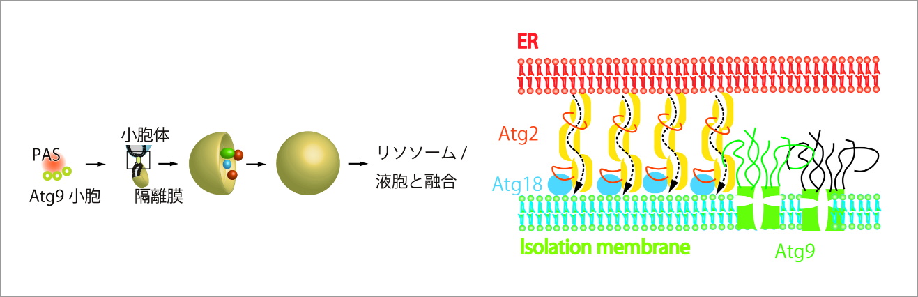 メゾ複雑体が構築する脂質輸送場のクロススケール解析 イメージ