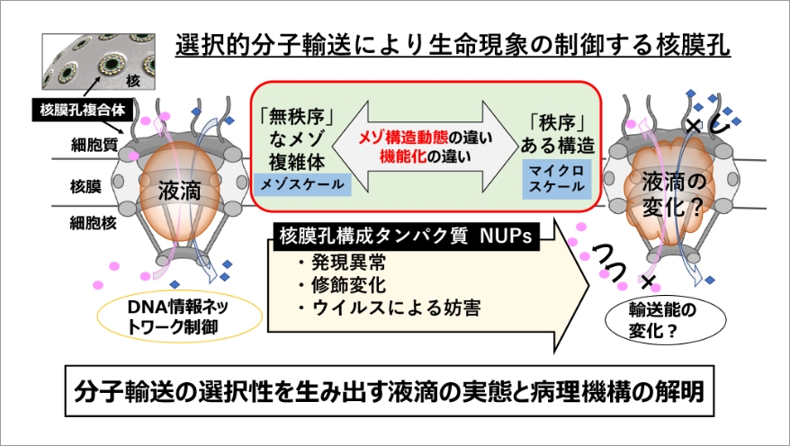 クロススケール核膜孔内選択的分子輸送システムの解明とその破綻 イメージ