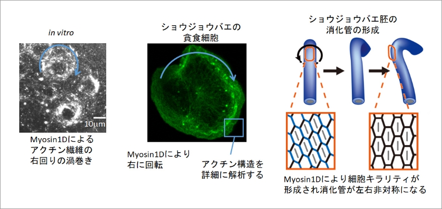 細胞の左右極性を決定するメゾ複雑体の同定 イメージ