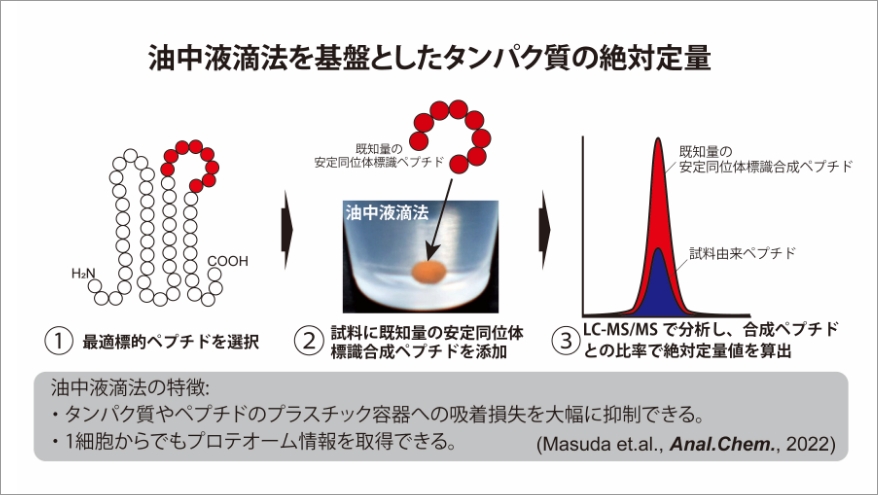 メゾ複雑体のストイキオメトリーを計測する超高感度定量プロテオミクス技術の開発 イメージ