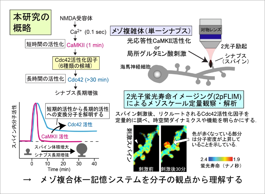 局所光操作と蛍光寿命イメージングによるシナプス内メゾスケール組織化機構の解明 イメージ