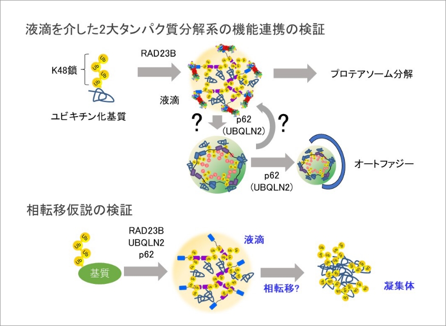 メゾ複雑体ユビキチン液滴が司るタンパク質分解 イメージ