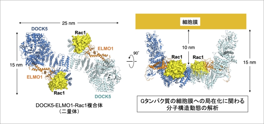 細胞骨格制御シグナル伝達における細胞内分子構造動態の解析 イメージ