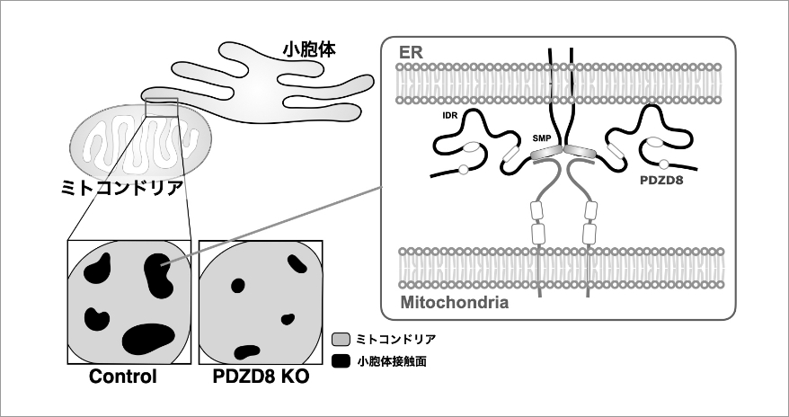 小胞体ーミトコンドリア接触の可塑的制御メカニズムの解明 イメージ