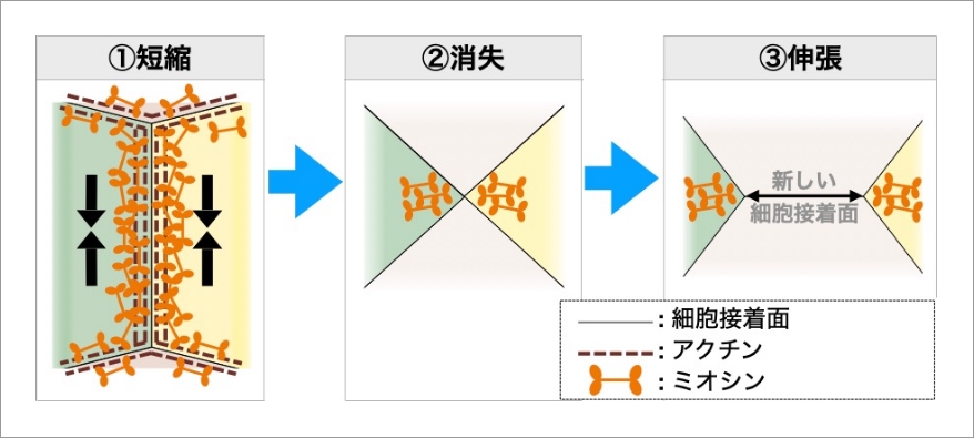 細胞接着面のつなぎ替え（模式図） イメージ