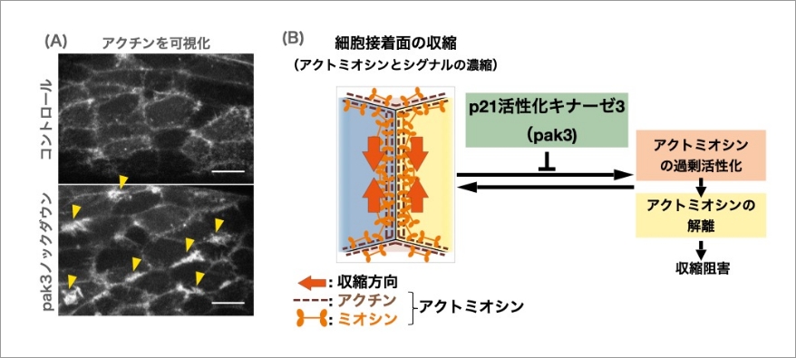 細胞接着面の収縮におけるpak3の役割 イメージ