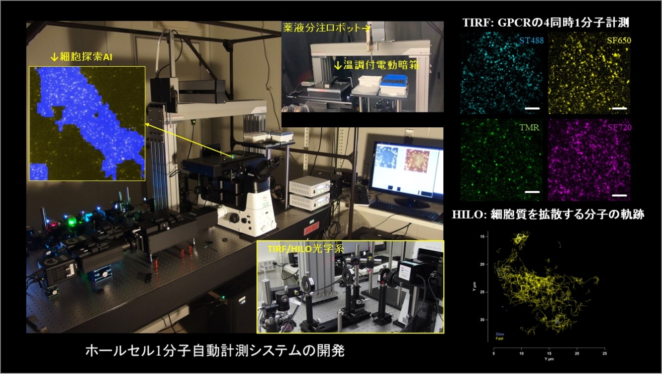 「細胞内で区画化されたGPCRシグナル伝達を司るメゾ複合体の解明」 イメージ