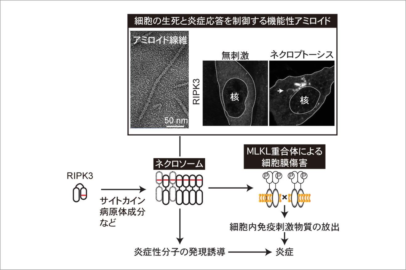 細胞の生死と炎症応答を制御するメゾ複雑体の細胞内分子構造動態の解明 イメージ