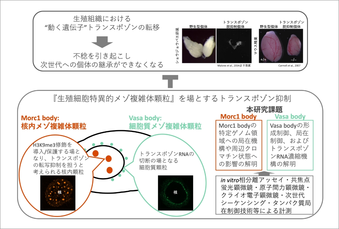 「メゾ複雑体顆粒による生殖細胞のゲノムインテグリティ維持機構の解明」 イメージ