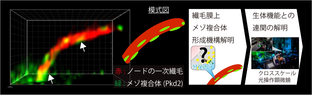 「クロススケール顕微鏡から迫る、メゾ複合体の秩序性と生体機能制御」 イメージ