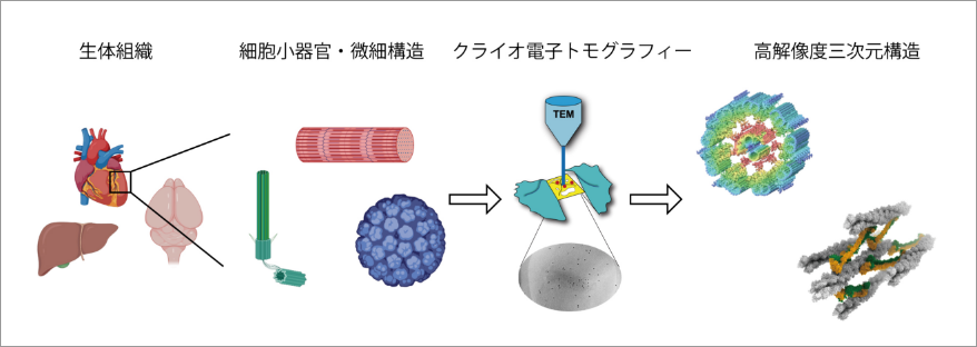 クライオ電子トモグラフィーを用いたバーベック顆粒による免疫防御機構の解明 イメージ