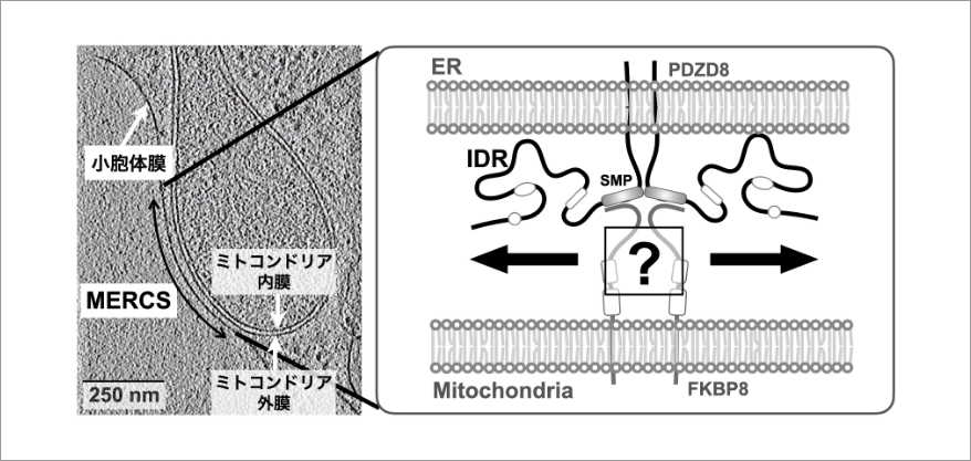 研究概要図