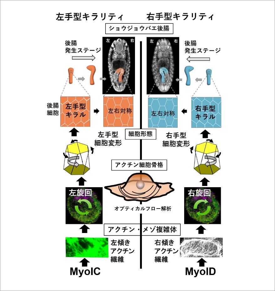 研究概要図