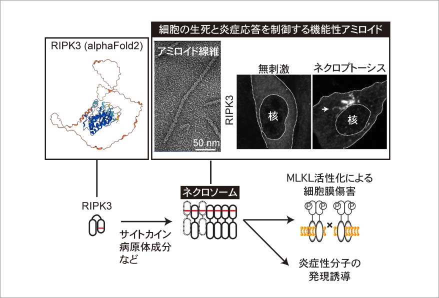 研究概要図