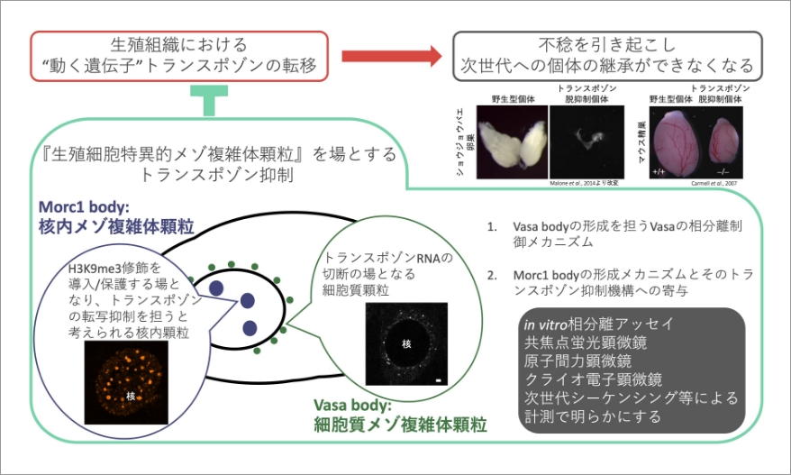 研究概要図