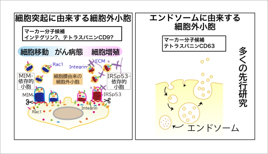 研究概要図