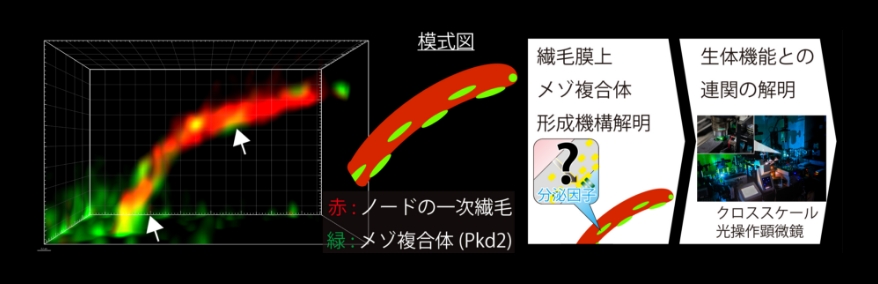 研究概要図