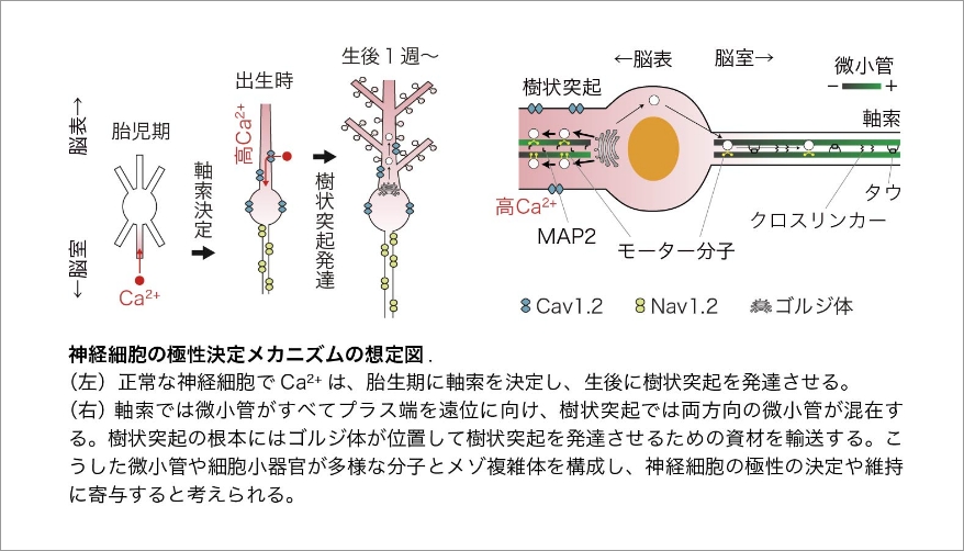 研究概要図