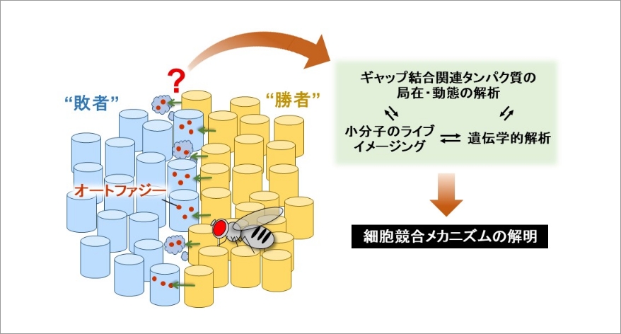 研究概要図