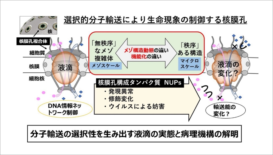 研究概要図