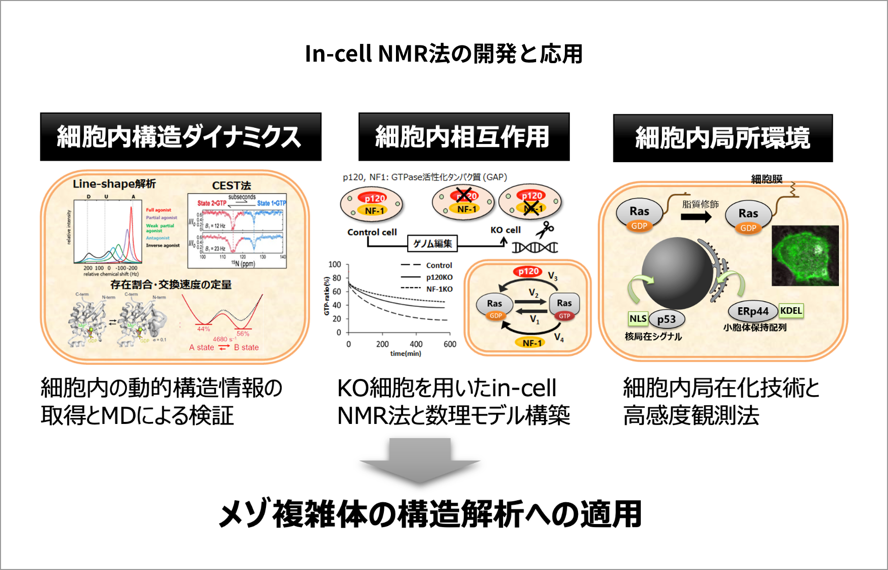 In-cell NMR法の開発と応用の図